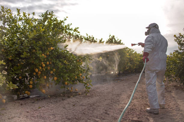 Wasp Removal Services in New Orleans Station, LA