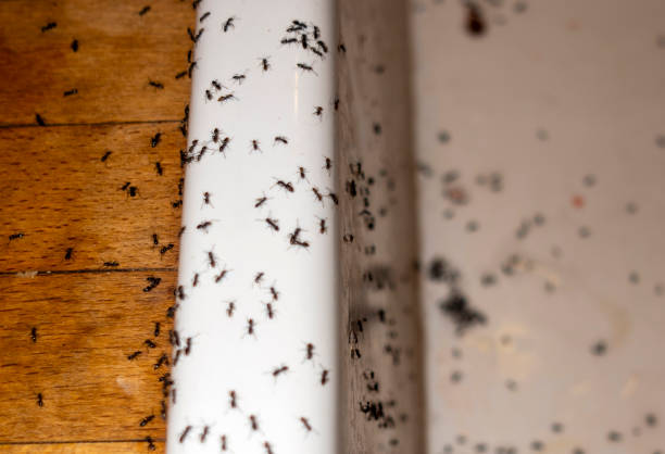 Best Pest Prevention Services  in New Orleans Station, LA