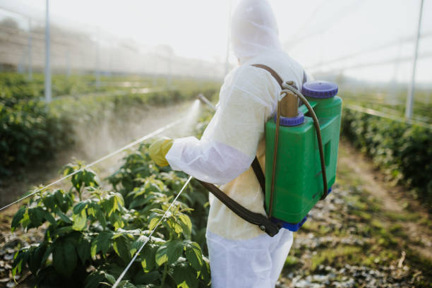 Best Insect Control  in New Orleans Station, LA
